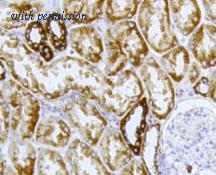 HUABIO R1510-41 image 3