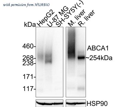 HUABIO R1510-42 image 1