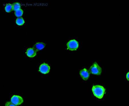 HUABIO R1510-8 image 1