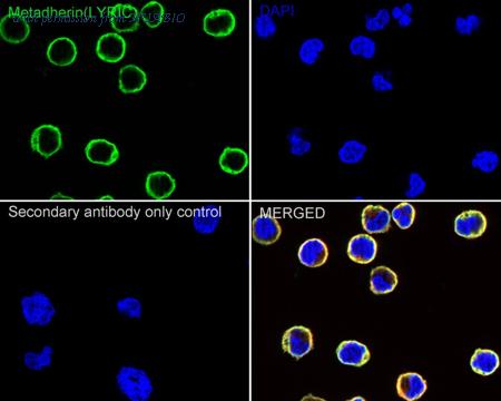 HUABIO R1511-10 image 2