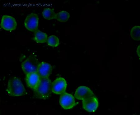 HUABIO R1511-10 image 3