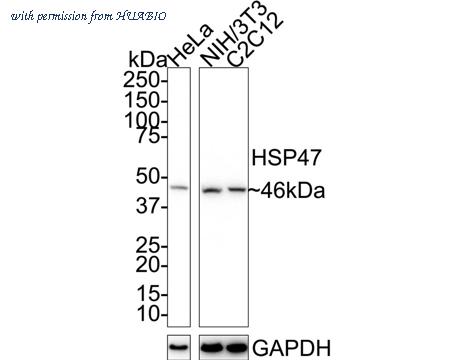 HUABIO R1511-11 image 1