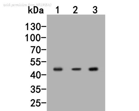 HUABIO R1511-11 image 2