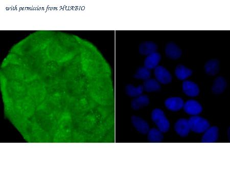 HUABIO R1511-24 image 2