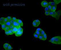 HUABIO R1511-26 image 2