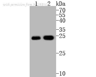 HUABIO R1511-8 image 2