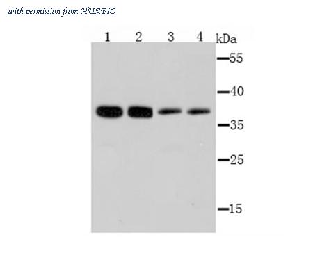 HUABIO R1512-1 image 1