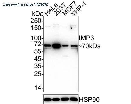 HUABIO R1512-10 image 1