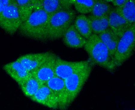 HUABIO R1512-15 image 2