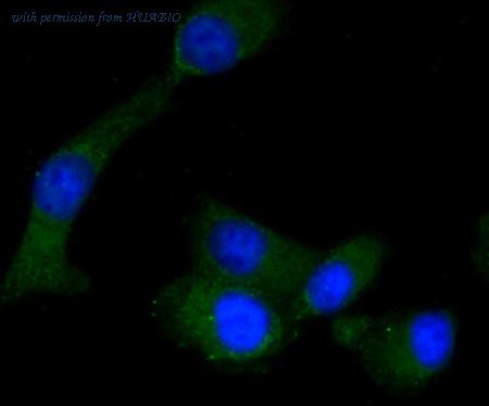 HUABIO R1512-2 image 1