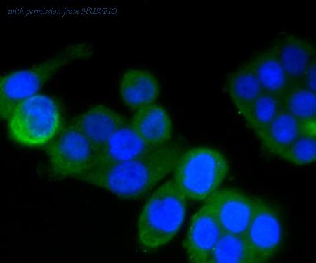 HUABIO R1512-2 image 3