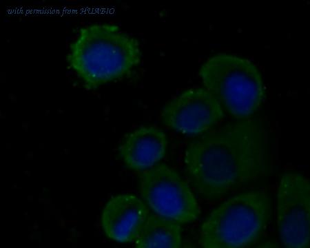 HUABIO R1512-4 image 2