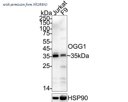 HUABIO R1512-5 image 1