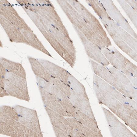 HUABIO R1512-5 image 2