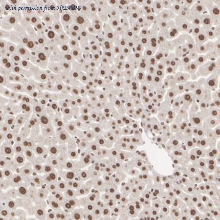 HUABIO R1512-5 image 3