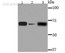 HUABIO R1601-1 image 1