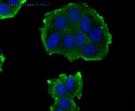 HUABIO R1601-1 image 3