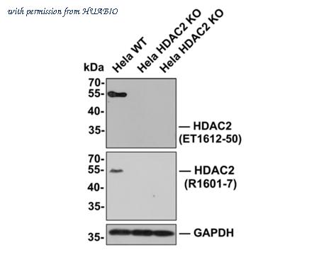 HUABIO R1601-7 image 2