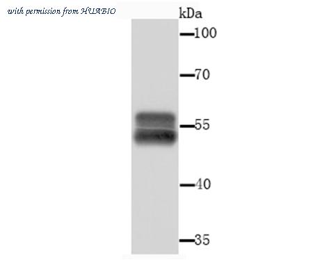 HUABIO R1601-8 image 1