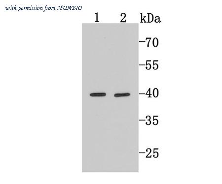 HUABIO R1603-1 image 1