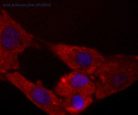 HUABIO R1603-1 image 3