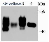 HUABIO R1608-1 image 1
