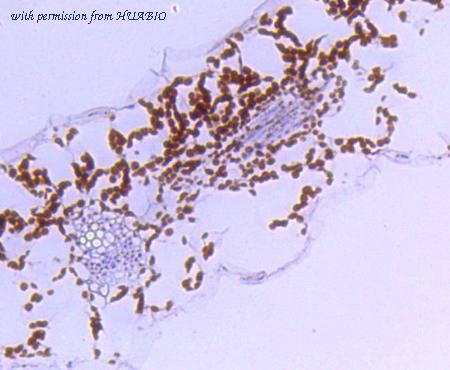 HUABIO R1608-1 image 2