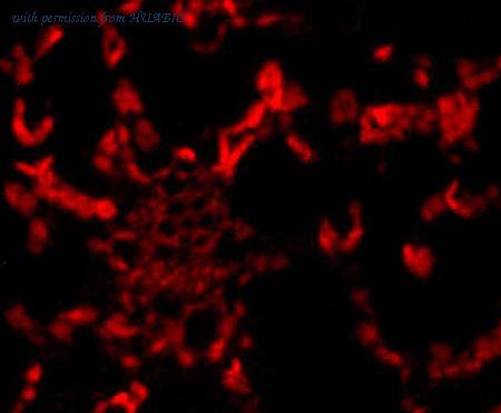 HUABIO R1608-1 image 3