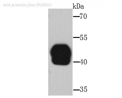 HUABIO R1608-2 image 1