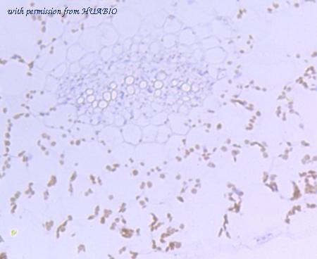 HUABIO R1608-2 image 2