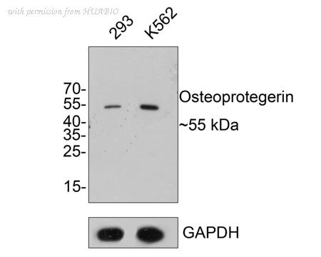 HUABIO R1608-4 image 1
