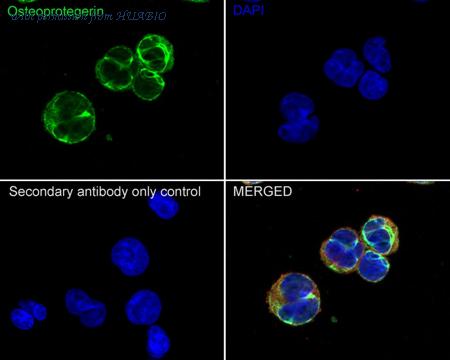 HUABIO R1608-4 image 2