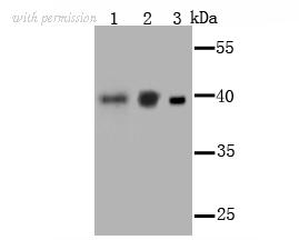 HUABIO R1608-6 image 1