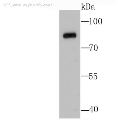 HUABIO R1701-3 image 1