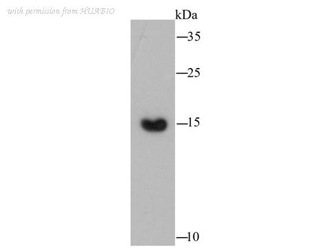 HUABIO R1706-1 image 1