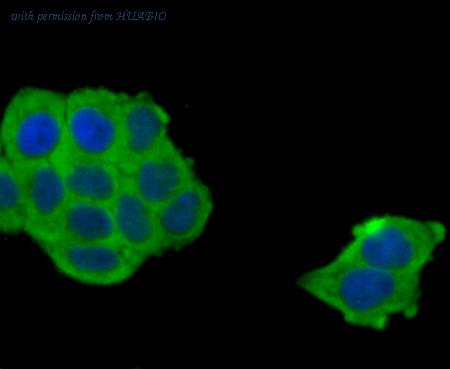 HUABIO R1706-1 image 2