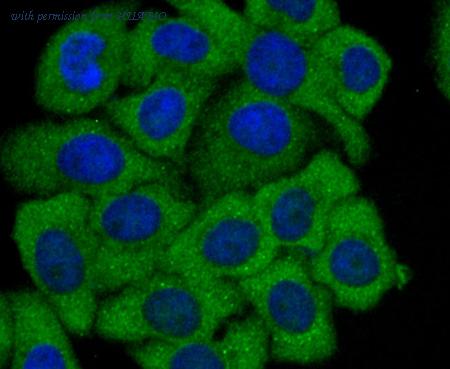 HUABIO R1706-1 image 3