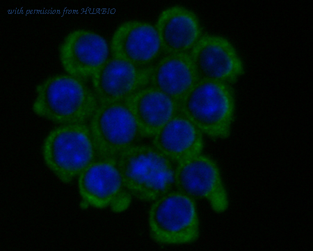 HUABIO R1706-10 image 1