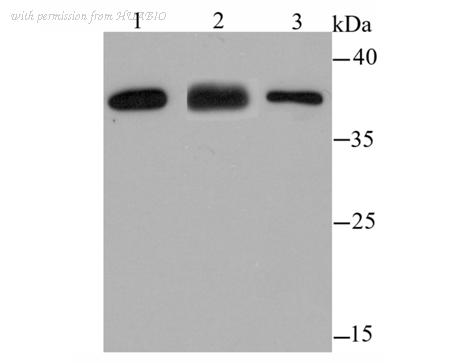 HUABIO R1706-12 image 1