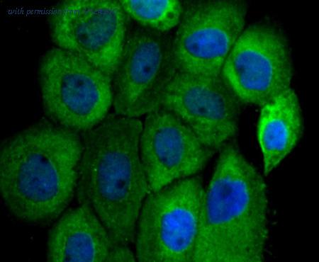 HUABIO R1706-15 image 2