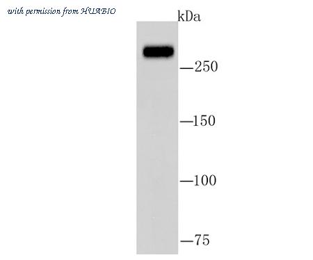 HUABIO R1706-8 image 2
