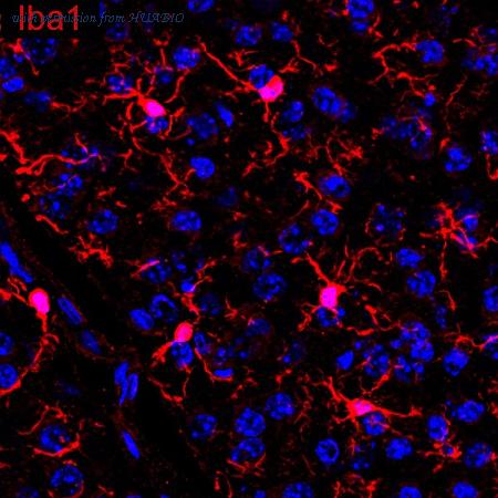 HUABIO HA601368 image 1