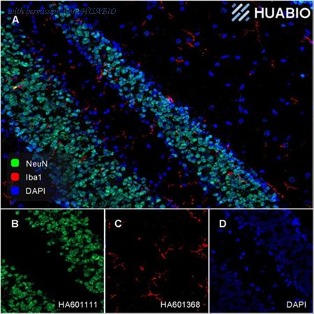 HUABIO HA601368 image 2
