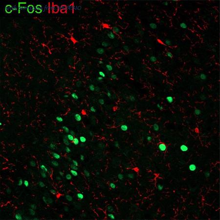 HUABIO HA601373 image 1