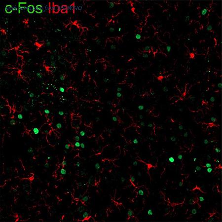 HUABIO HA601373 image 2