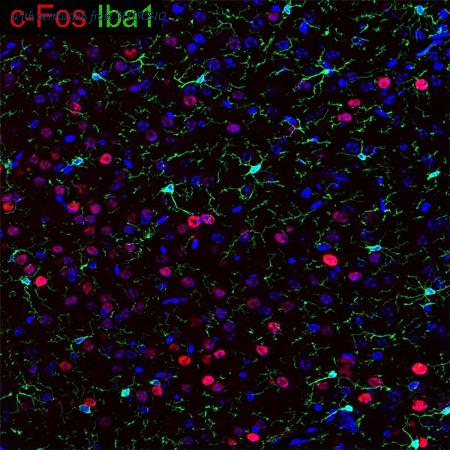 HUABIO HA601374 image 1