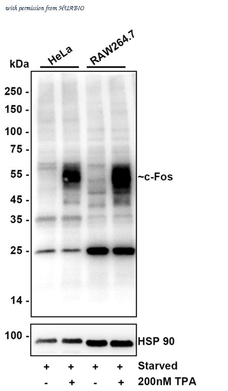 HUABIO HA601374 image 3