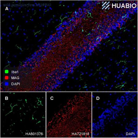 HUABIO HA601376 image 1