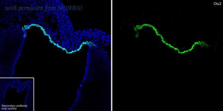 HUABIO HA601399 image 1