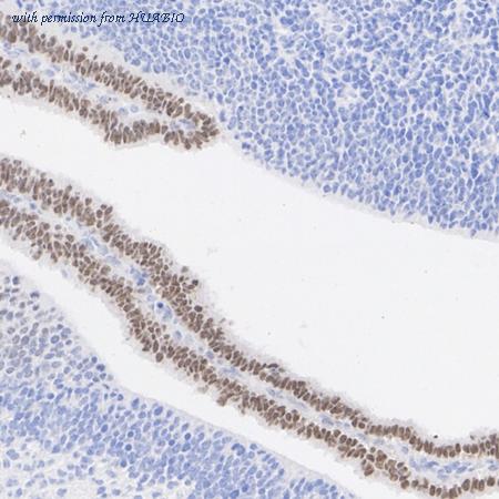 HUABIO HA601399 image 3